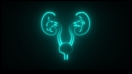 This is a renal system of neon. It produce urine. It excretes metabolic waste products from the body.