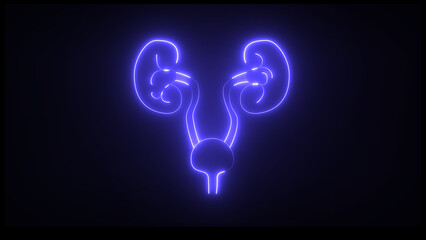 This is a renal system of neon. It produce urine. It excretes metabolic waste products from the body. - obrazy, fototapety, plakaty