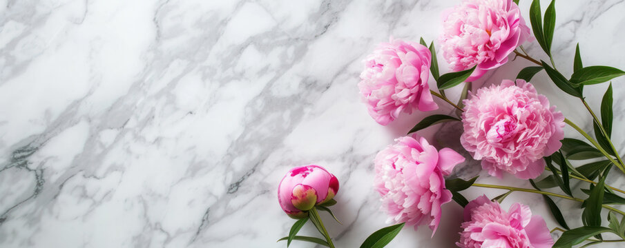 Top view of flower pink peonies on marble background