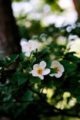 白い夏椿の花
