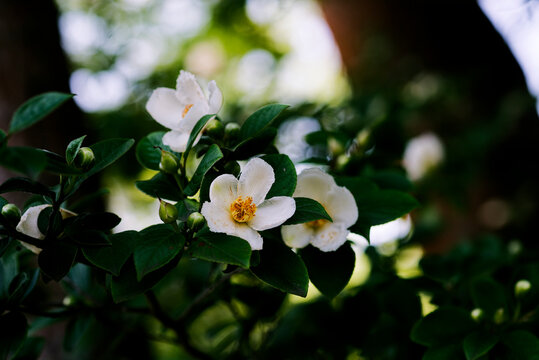 白い夏椿の花
