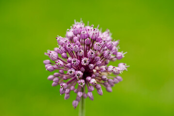 ピンク色のニンニクの花