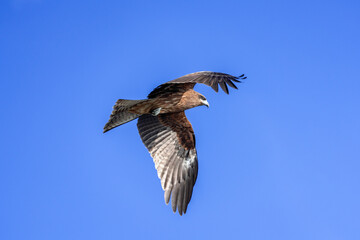 Fototapeta premium トビ