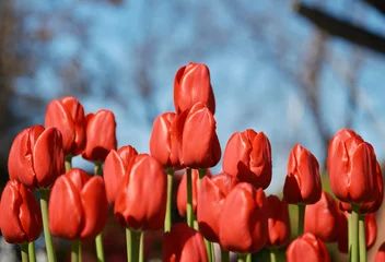 Foto op Plexiglas 早春に咲く綺麗なチューリップの花 © 8maru