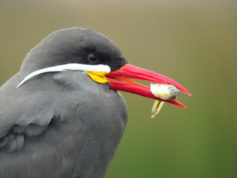 Ave zarcillo Inka aliment&aacute;ndose. 