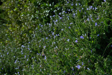 purple barleria bush