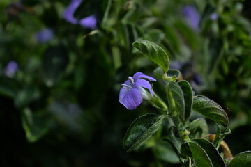 purple barleria flower