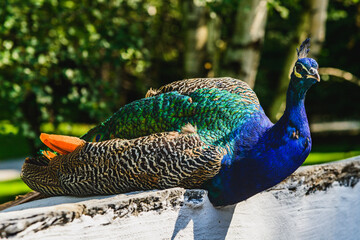 Majestic Peacock Basking in Sunlight