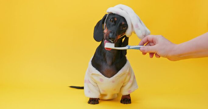 Adorable dachshund in a fluffy white bathrobe and towel turban having its teeth brushed against a bright yellow background. The owner accustoms his puppy to hygiene