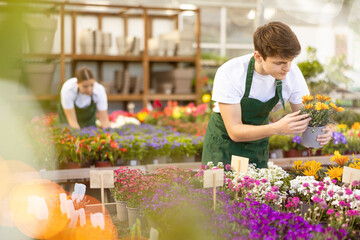 Young guy sales assistant in flower shop gets acquainted with assortment and carefully examines gatzania plant