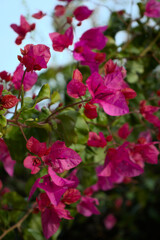 pink bougainvillea leaves in the garden