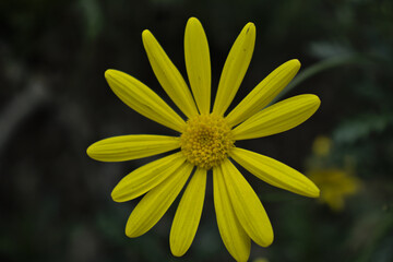 close-up from the top yellow daisy flower