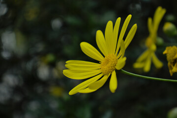 close-up from the side yellow daisy flower