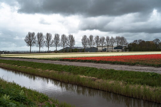 Tulip fields in the Netherlands with stormy sky in the background in Flevoland, Netherlands