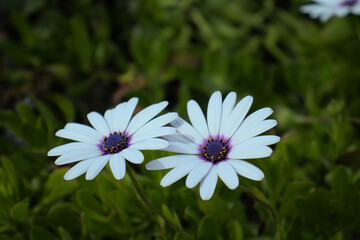 cape rain daisy flowers in the garden