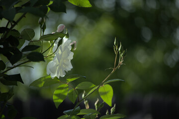 white musk rose in the forest