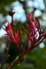 close up of red canna lily