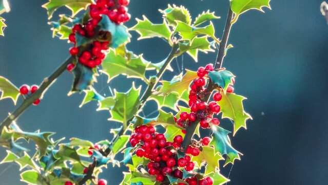 Back lite winter scene showing bright red Holly berries and glowing green leaves. Christmas theme