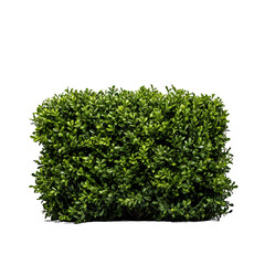 Naklejka premium Wilderness Transparency, Isolated Bush on a Transparent Background