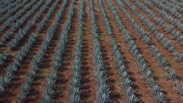 DRONE AGAVES SURCOS