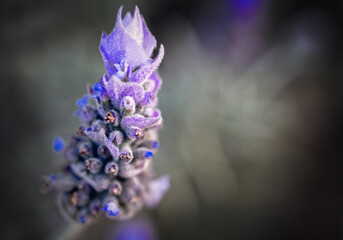 Close up of  purple lavender flower head in field