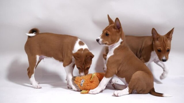 Experience the playful camaraderie between a group of Basenji puppies and a stuffed fox in this adorable and heartwarming stock footage