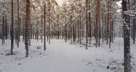 Whispering Pines: The Snowy Path Through Finland's Winter Haven