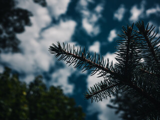 Obraz premium pine tree branches