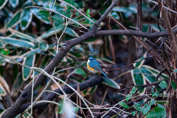 冬に見られるルリビタキ