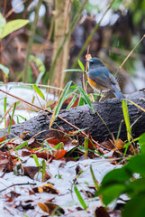 冬に見られるルリビタキ