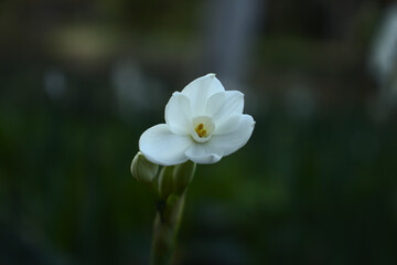 white Daffodil flower