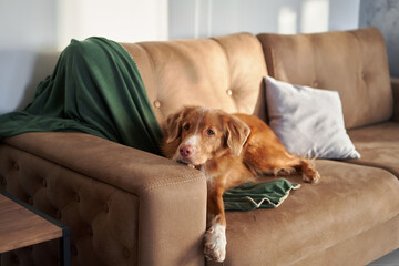 A Nova Scotia Duck Tolling Retriever dog lounges on a beige sofa, looking relaxed and regal in a...