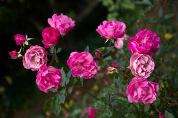 bush of pink roses in the garden