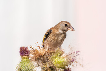 European goldfinch with juvenile plumage, feeding on the seeds of thistles. Carduelis carduelis.