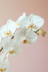 Fototapeta na wymiar White Orchid flower soft elegant vertical background, card template