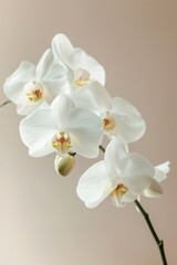 Naklejka na ściany i meble White Orchid flower soft elegant vertical background, card template