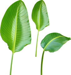 큰 극락조화 잎 3장