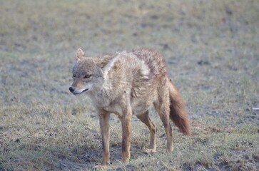 Cautious Golden Jackal (Canis Aureus) at the End of the Dry Season in October, Tanzania, East Africa, Africa