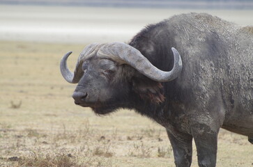 Obraz premium Close-Up of an African Buffalo Standing on the Grassland at the End of the Dry Season, Tanzania