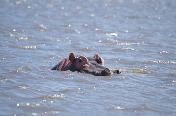 Fototapeta premium Hippopotamus Swimming in River with Head Above Water at the End of the Dry Season in October, Tanzania, Africa 