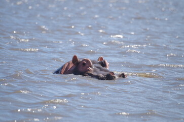 Hippopotamus Swimming in River with Head Above Water at the End of the Dry Season in October, Tanzania, Africa	