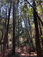 Obraz premium trees in the forest