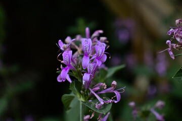 Obraz premium ribbon bush flower