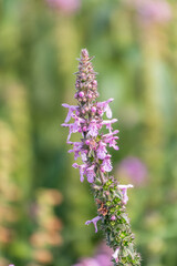 Close up of stachys officinalis, Betonica officinalis foliage.
