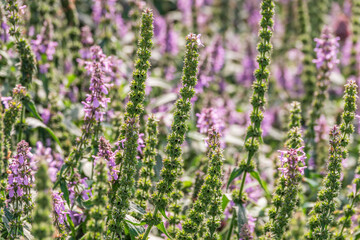 Close up of stachys officinalis, Betonica officinalis foliage.