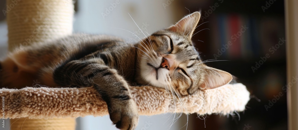 Poster indoor tabby cat enjoying play and rest on carpeted tree.