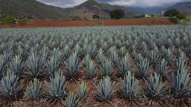 DRON CAMPO DE AGAVES