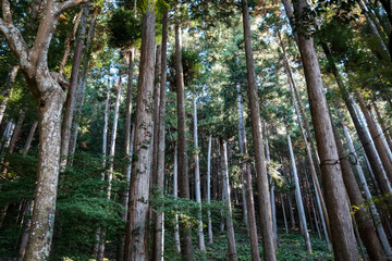 A serene morning scene in a lush forest during spring, with sunlight filtering through the tall green foliage