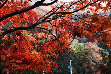 Vibrant autumn foliage in the forest with red and yellow leaves