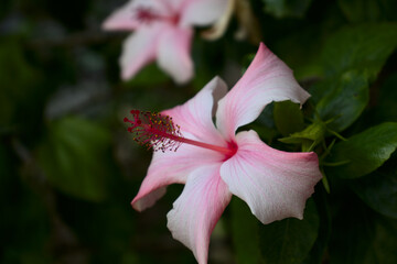 pink and white rosemallow flower